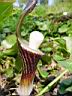 arisaema sikokianum 3.JPG